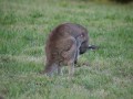 1009-1745 Weston park kangaroos (093689)